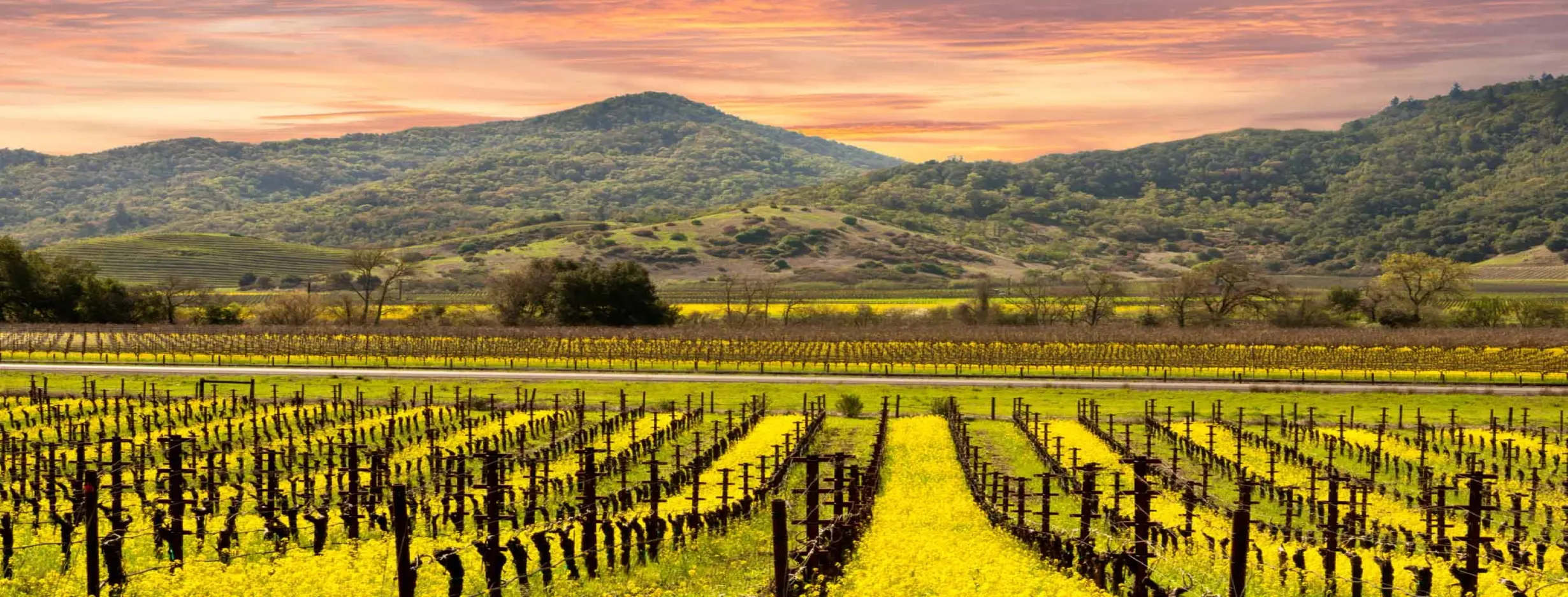 Image for Napa Valley